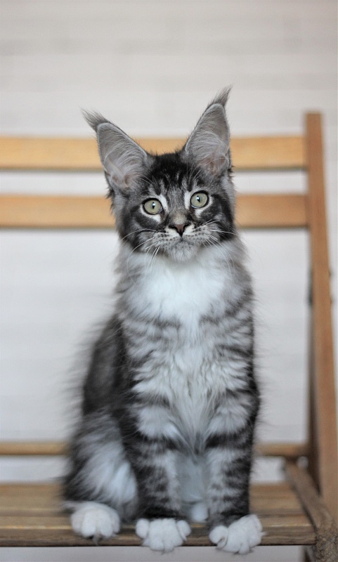 Woodi Monterini - Kitten maine-coon 3 months 2 weeks