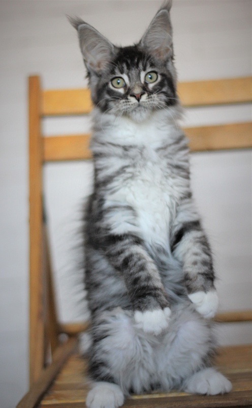 Woodi Monterini - Kitten maine-coon 3 months 2 weeks