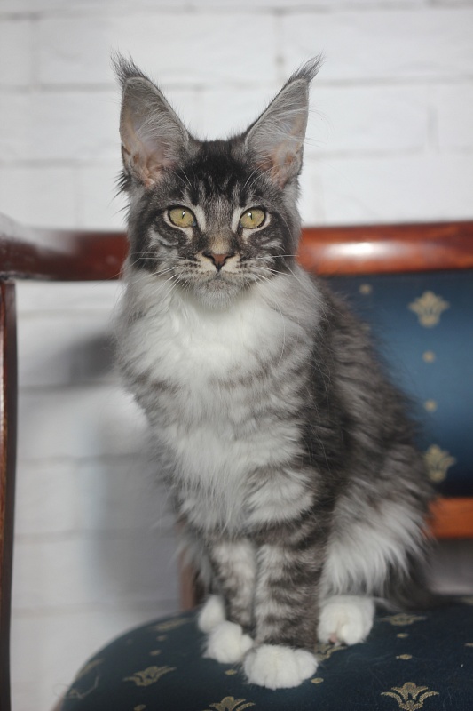 Woodi Monterini - Kitten maine-coon 4 months 0.5 weeks