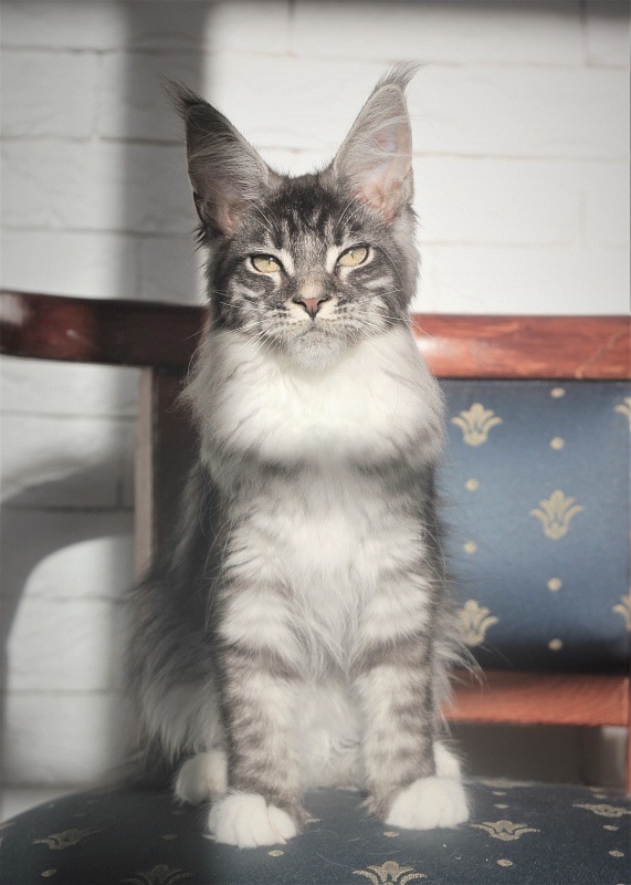 Woodi Monterini - Kitten maine-coon 4 months 0.5 weeks