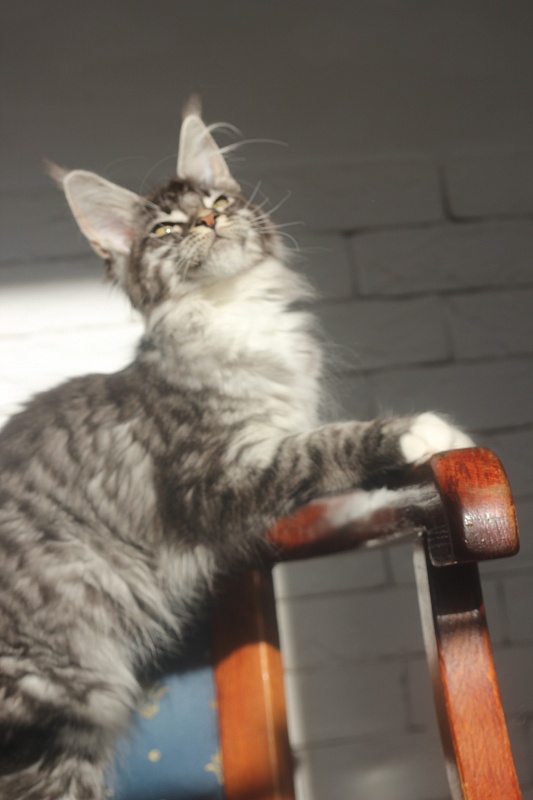 Woodi Monterini - Kitten maine-coon 4 months 0.5 weeks