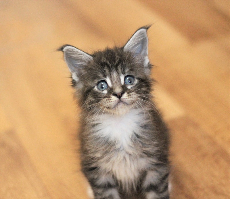 Woodi Monterini - Kitten maine-coon 1 month 1 week