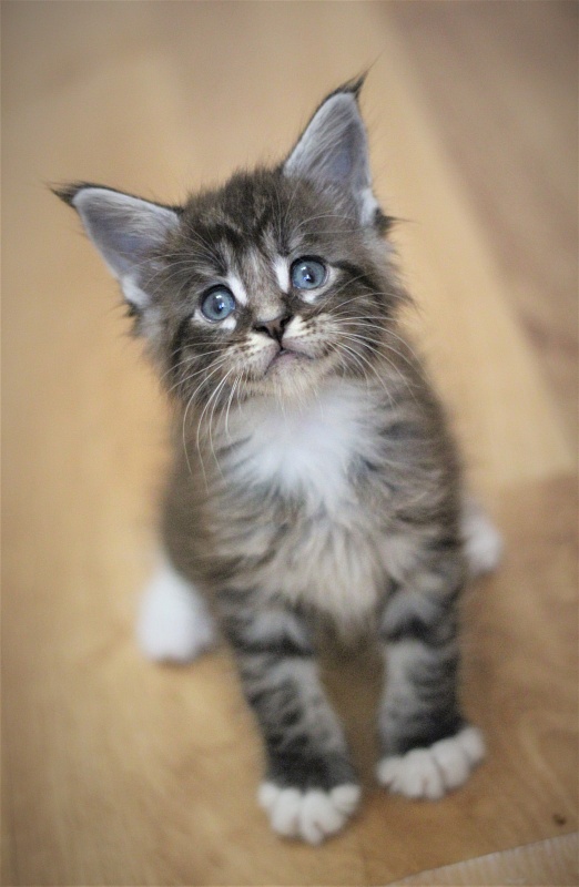 Woodi Monterini - Kitten maine-coon 1 month 1 week