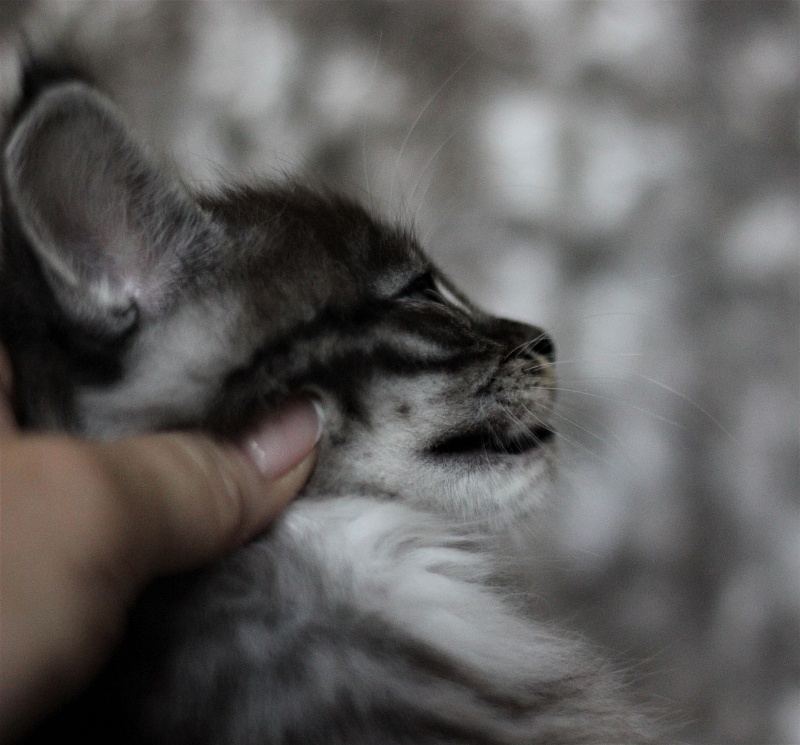 Woodi Monterini - Kitten maine-coon 1 month 3 weeks