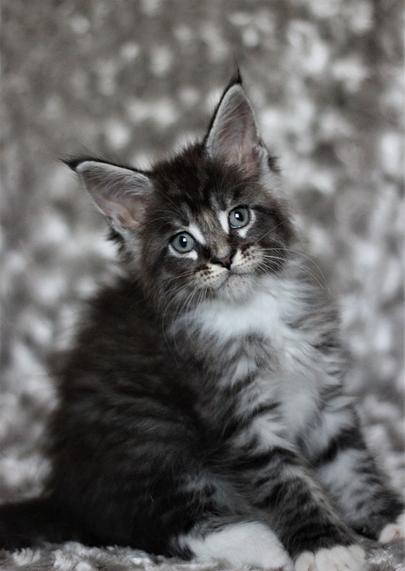 Woodi Monterini - Kitten maine-coon 1 month 3 weeks