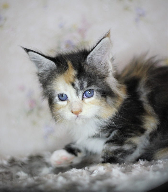 Xantippa Monterini*UA - Кошеня мейн-кун 1 місяць