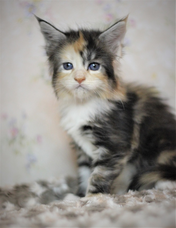 Xantippa Monterini*UA - Кошеня мейн-кун 1 місяць