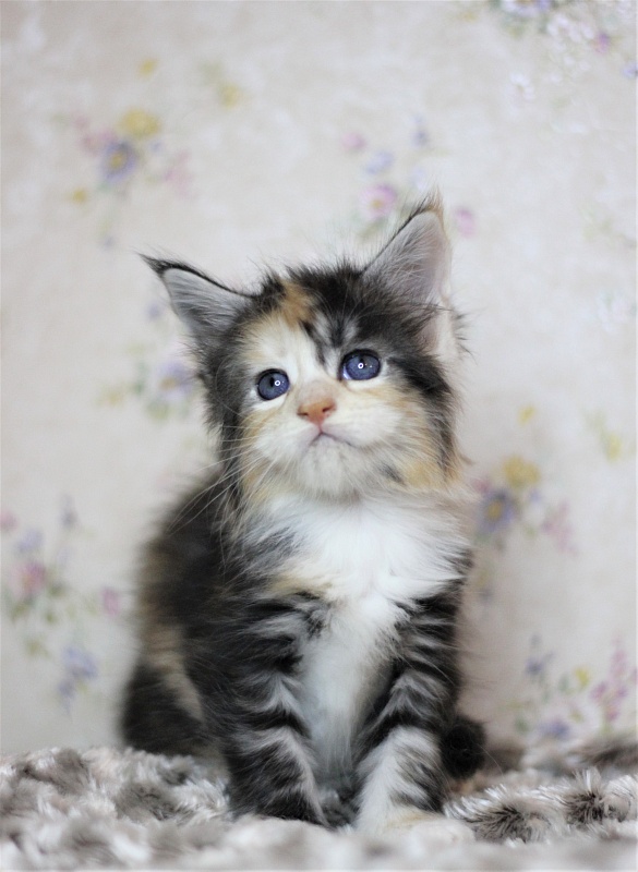 Xantippa Monterini*UA - Кошеня мейн-кун 1 місяць