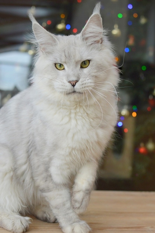 Quo Vadis von Palüt - maine-coon 12/15/2019