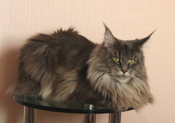 Catroad Evie Purrington - maine-coon 07/12/2012