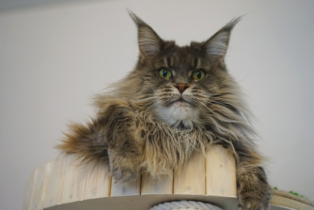 Catroad Evie Purrington - maine-coon