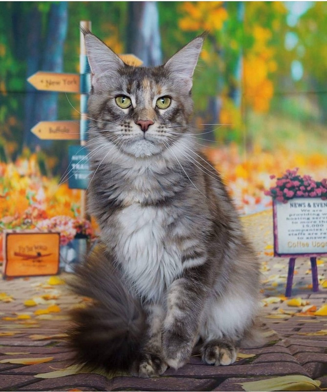Ophirusland Valencia - maine-coon