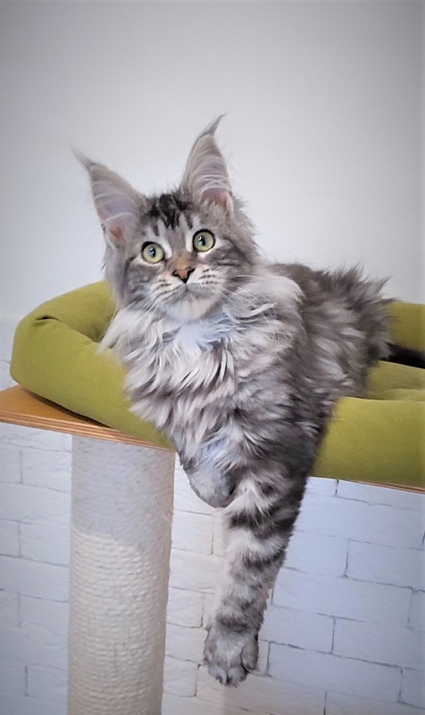 Zigoletta Monterini - Кошеня мейн-кун 4 місяця 0,5 тижнів