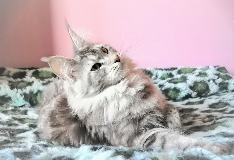 Zigoletta Monterini - Юніор мейн-кун 8,5 місяців