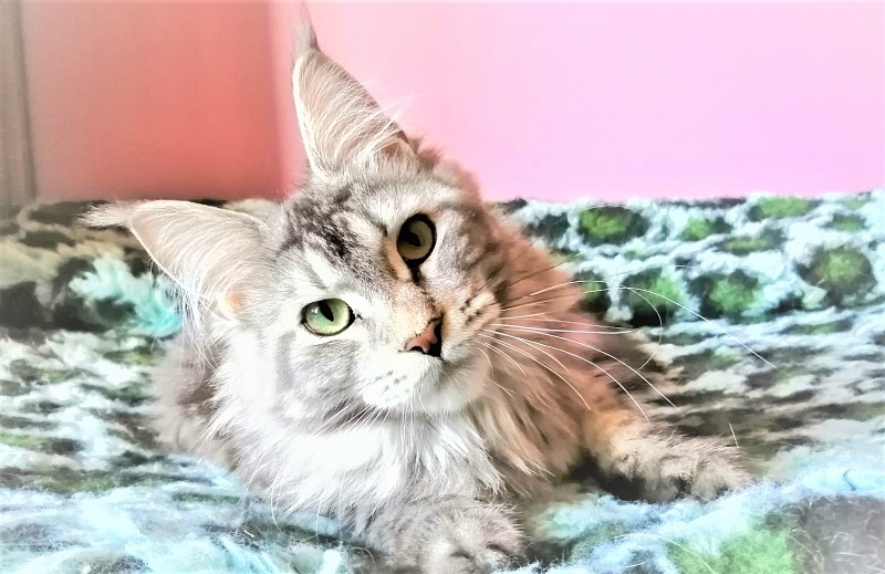 Zigoletta Monterini - Юніор мейн-кун 8,5 місяців