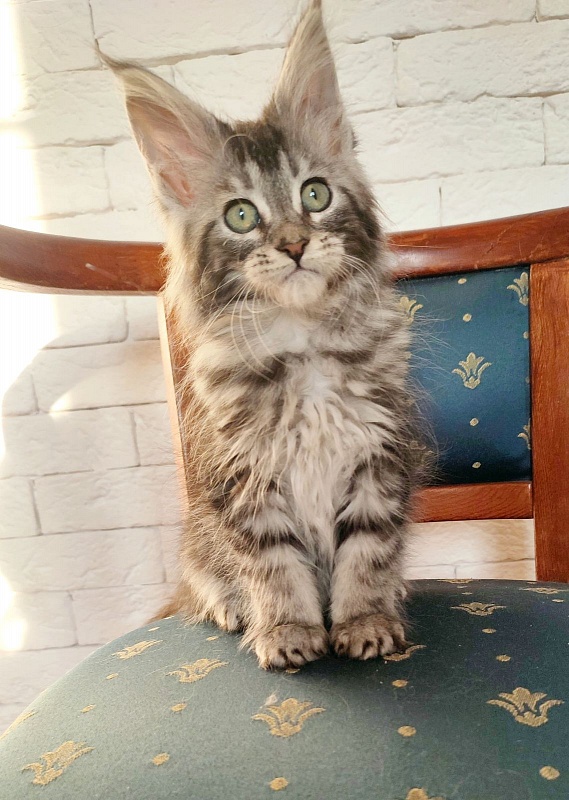 Zigoletta Monterini - Кошеня мейн-кун 2 місяця 1,5 тиждень
