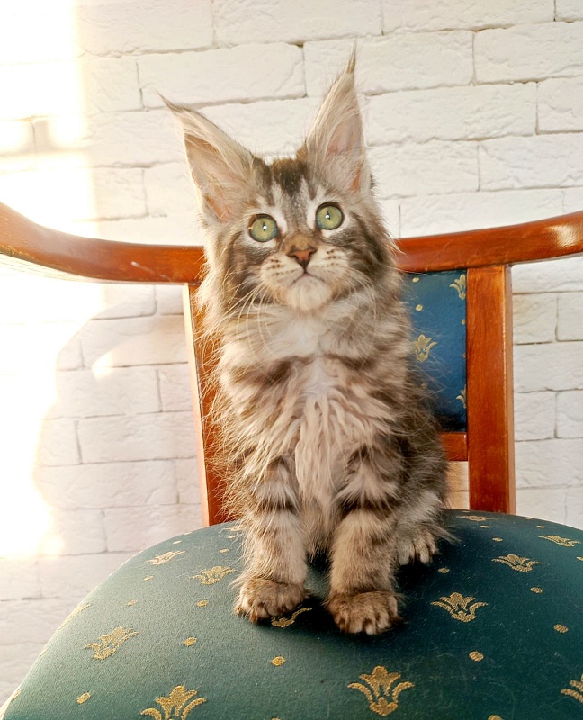 Zigoletta Monterini - Кошеня мейн-кун 2 місяця 1,5 тиждень