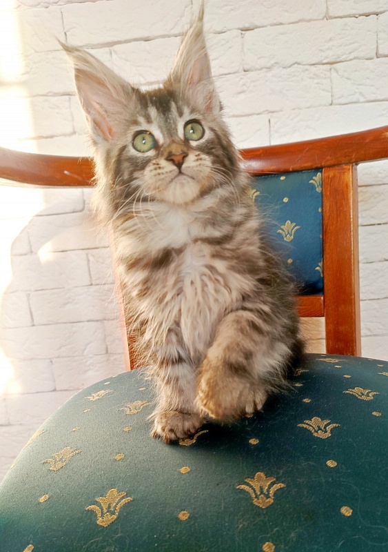 Zigoletta Monterini - Кошеня мейн-кун 2 місяця 1,5 тиждень