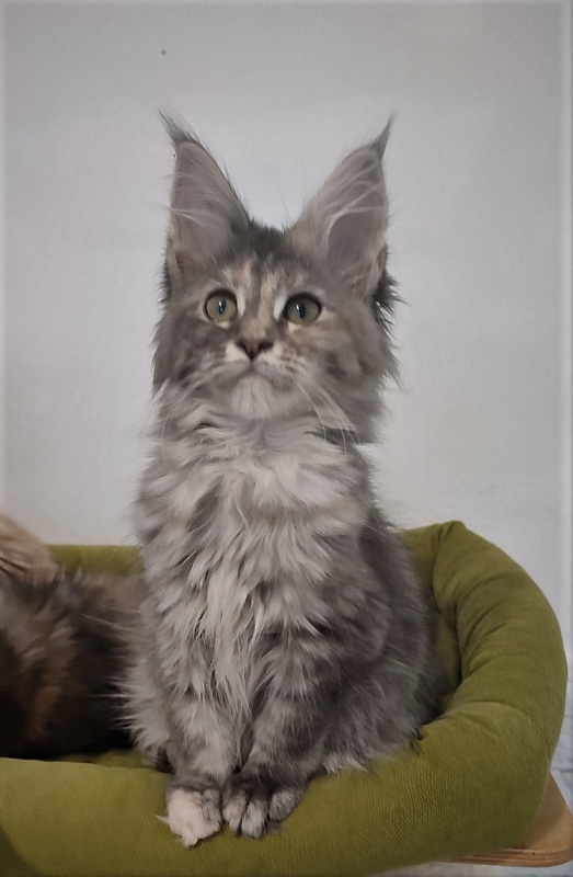 Zara Monterini - Kitten maine-coon 3 months 1 week