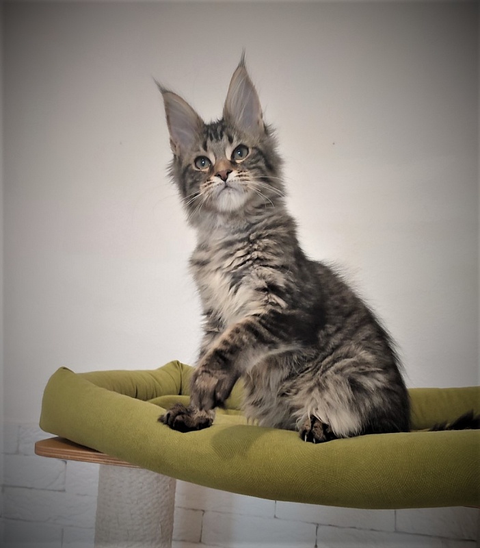 Zeratul Monterini - Kitten maine-coon 3 months 1 week
