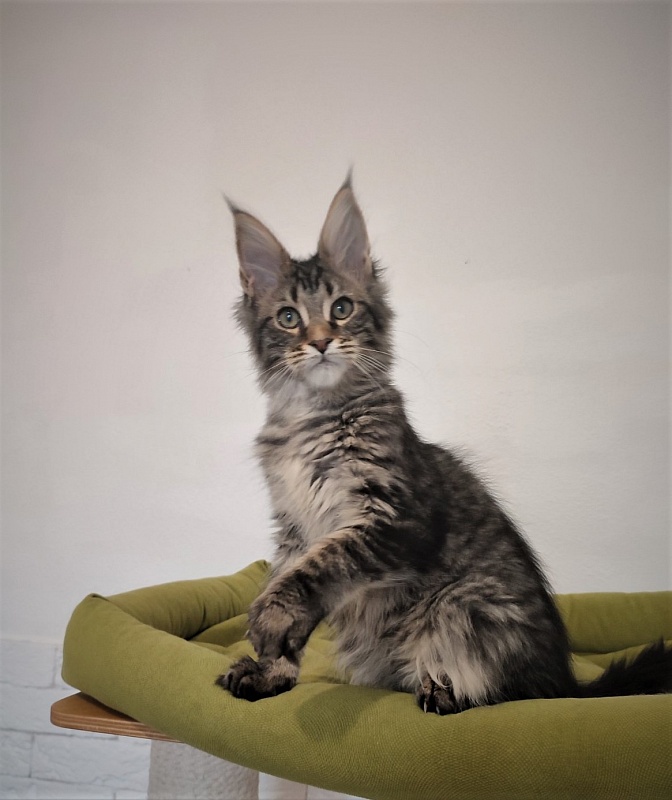 Zeratul Monterini - Kitten maine-coon 3 months 1 week