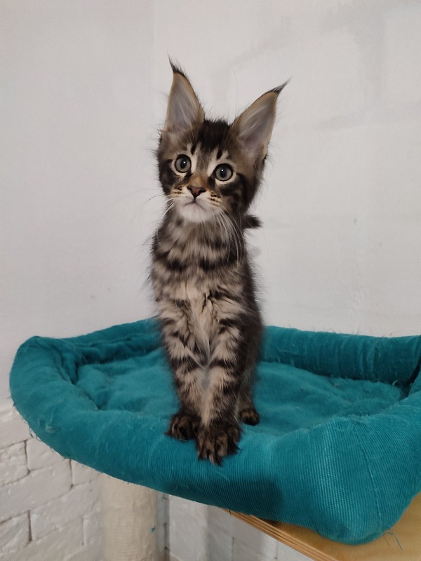 Zeratul Monterini - Kitten maine-coon 1 month 1 week