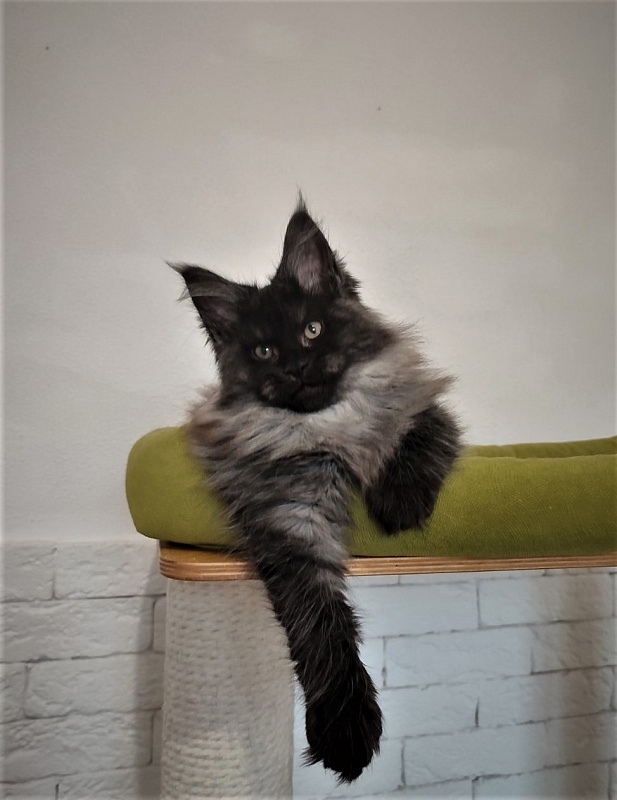 Atass Monterini - Kitten maine-coon 2 months 3.5 weeks