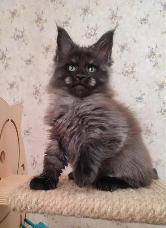 Atass Monterini - maine-coon