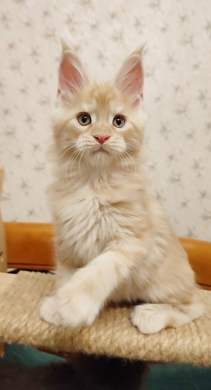 Abrikos Monterini - Kitten maine-coon 2 months