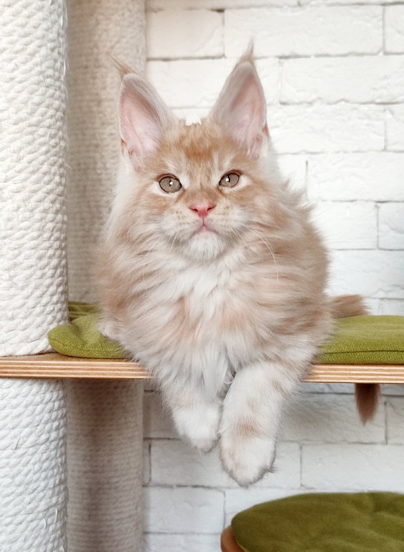 Abrikos Monterini - Kitten maine-coon 2 months 1.5 week