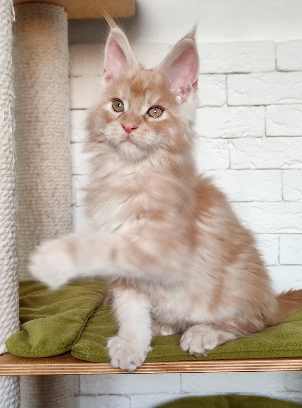 Abrikos Monterini - Kitten maine-coon 2 months 1.5 week