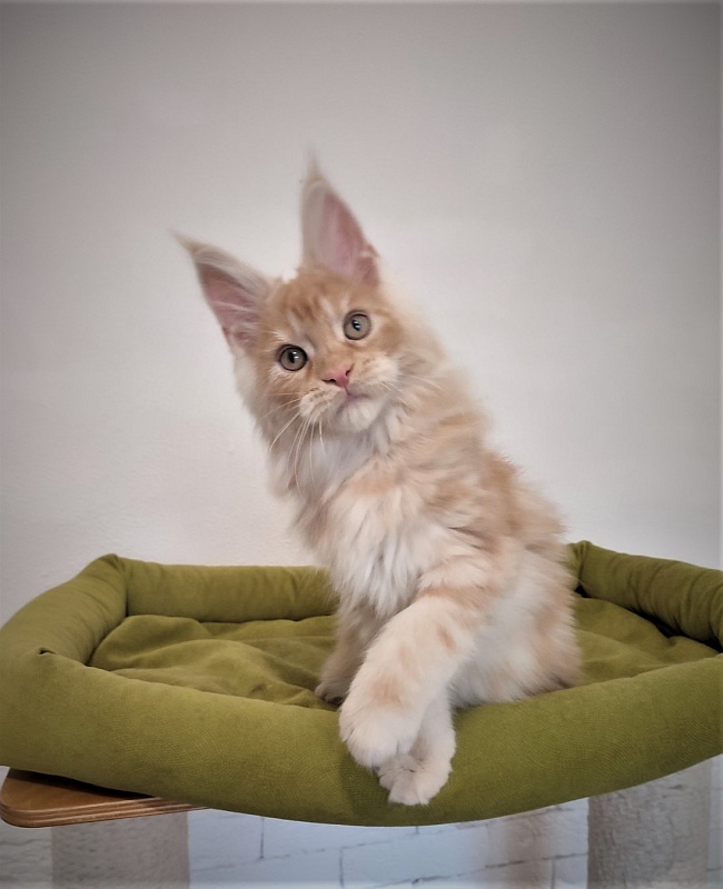 Abrikos Monterini - Kitten maine-coon 2 months 3.5 weeks