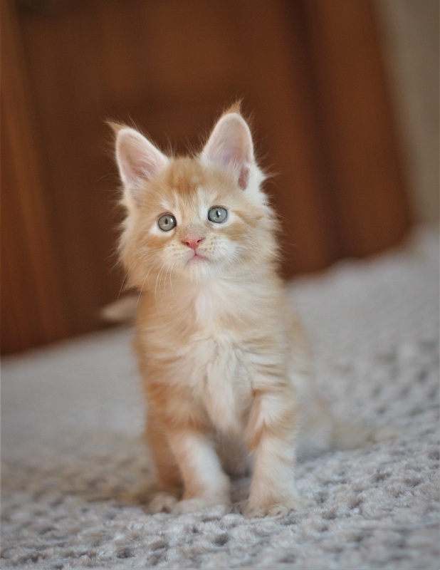 Abrikos Monterini - Kitten maine-coon 1 month 1.5 week