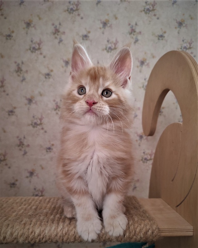 Abrikos Monterini - Kitten maine-coon 1 month 3 weeks