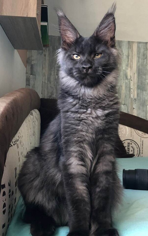 AmazingTigers Magnum - maine-coon