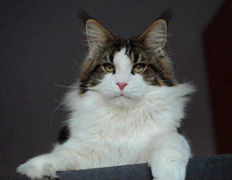 Rascoon Zabar - maine-coon 04/18/2015