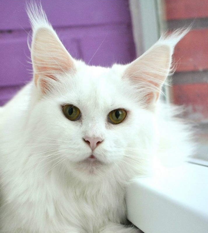 Great Pride Bella - maine-coon