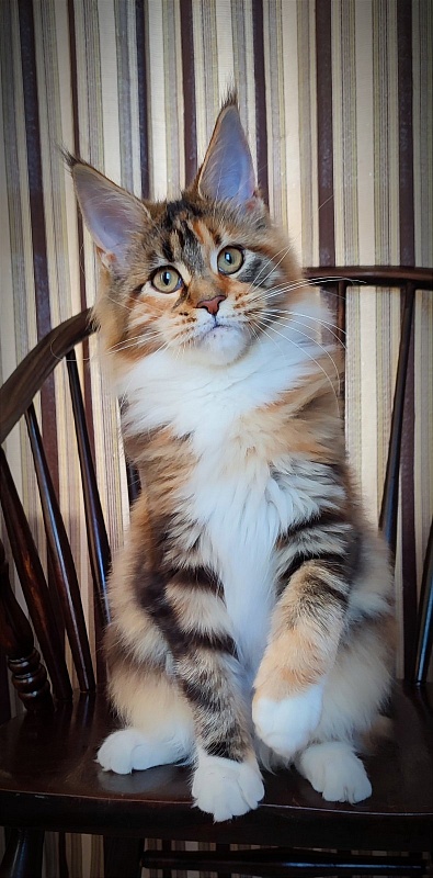 Candy Ruffles Monterini - Kitten maine-coon 4 months 3.5 weeks