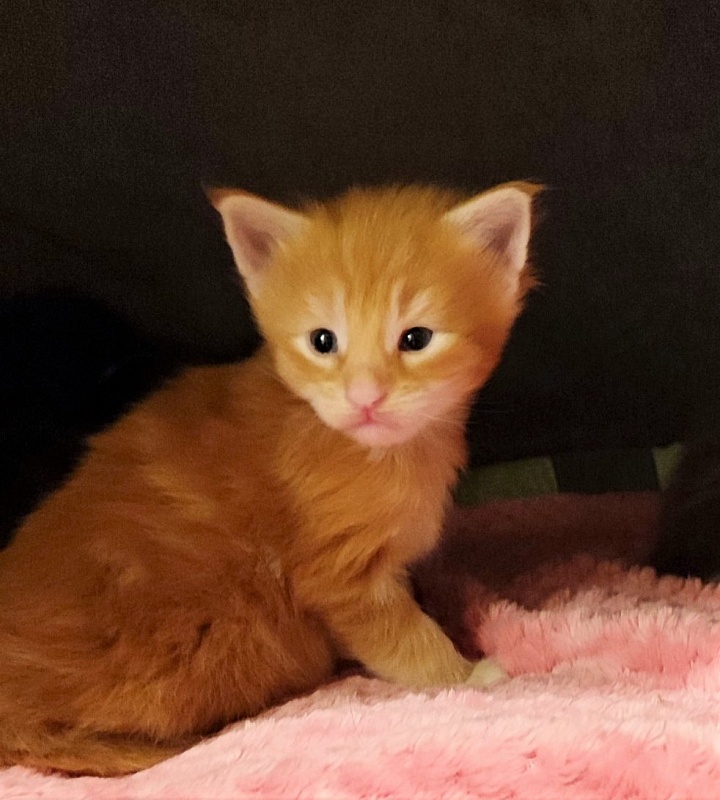 Deifenbaker Monterini - Kitten maine-coon 3 weeks