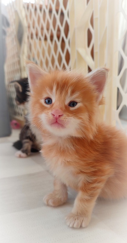 Deifenbaker Monterini - Kitten maine-coon 3.5 weeks
