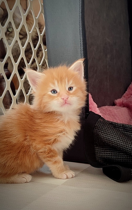 Deifenbaker Monterini - Kitten maine-coon 3.5 weeks