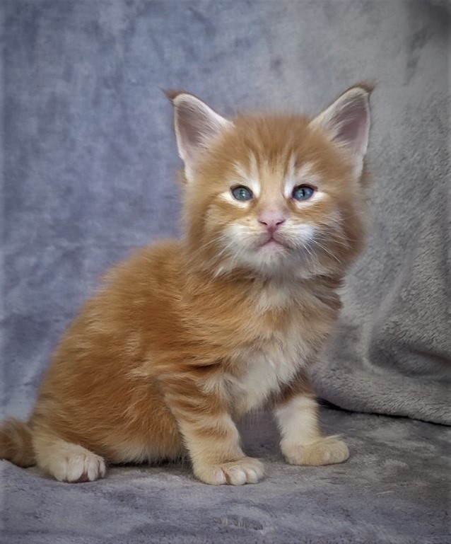 Deifenbaker Monterini - Kitten maine-coon 1 month