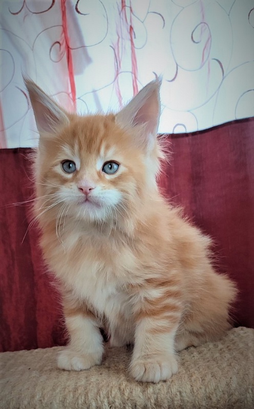 Deifenbaker Monterini - Kitten maine-coon 1 month 2.5 weeks