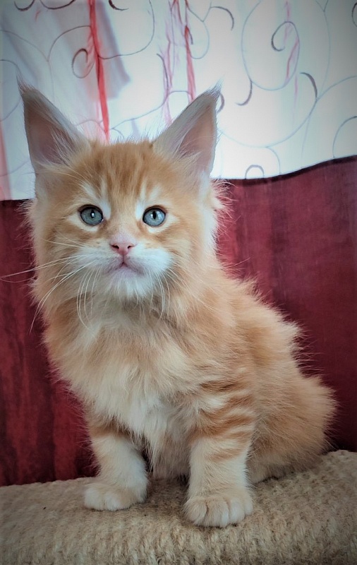 Deifenbaker Monterini - Kitten maine-coon 1 month 2.5 weeks