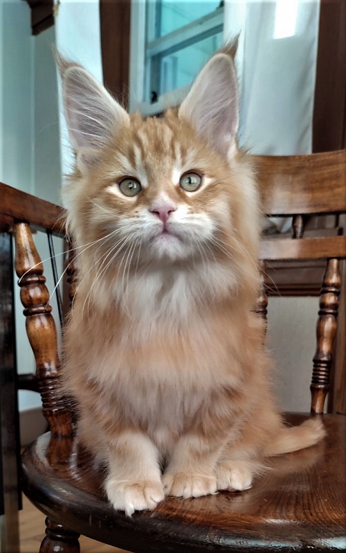 Deifenbaker Monterini - Kitten maine-coon 2 months 1.5 week