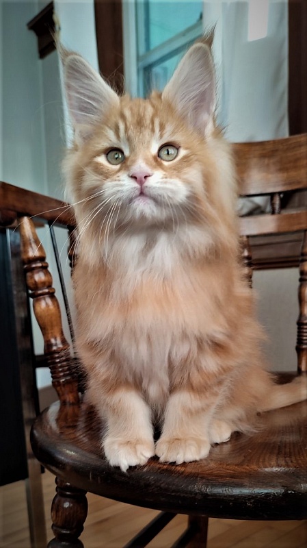 Deifenbaker Monterini - Kitten maine-coon 2 months 1.5 week