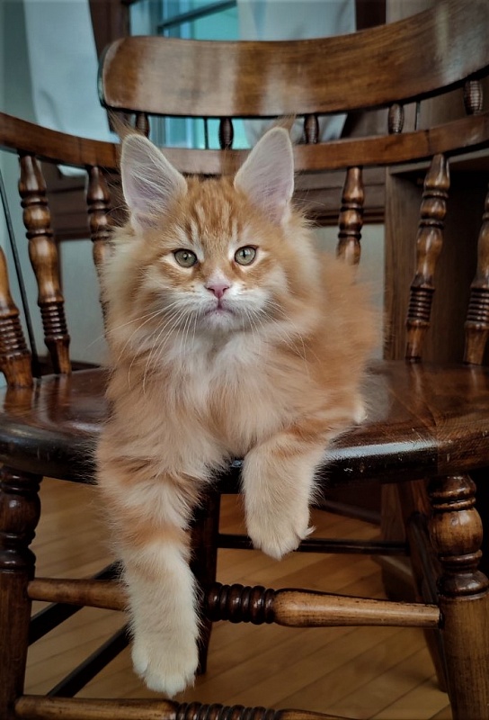 Deifenbaker Monterini - Kitten maine-coon 2 months 1.5 week