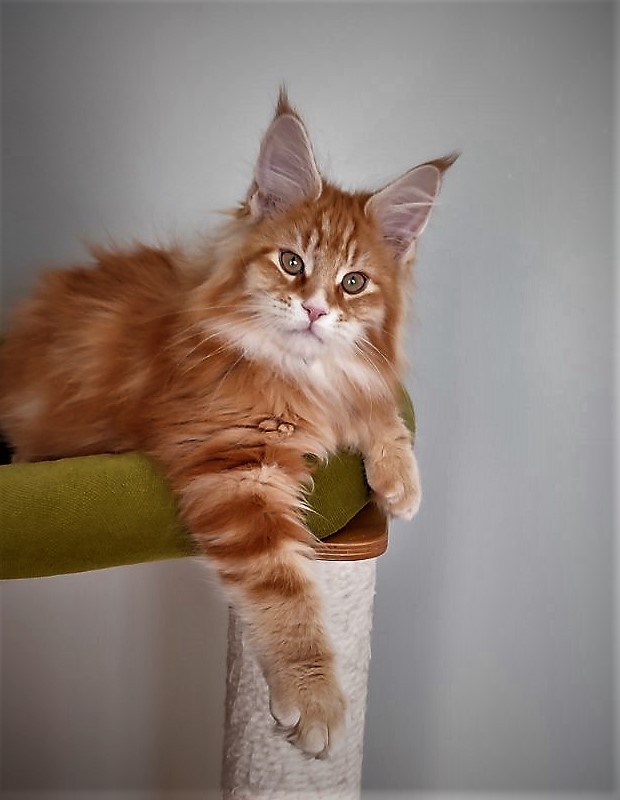 Deifenbaker Monterini - Kitten maine-coon 3 months 1 week