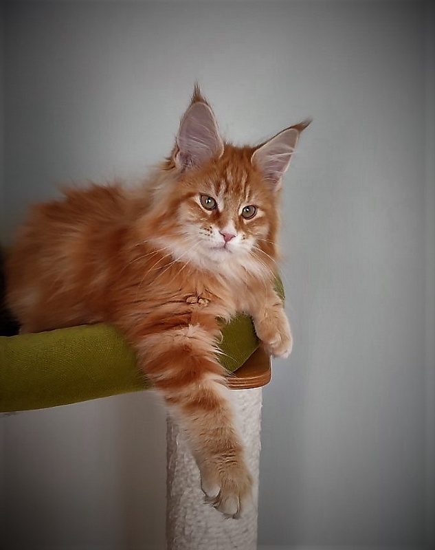 Deifenbaker Monterini - Kitten maine-coon 3 months 1 week