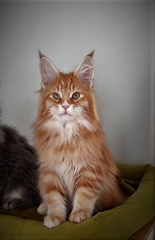 Deifenbaker Monterini - Kitten maine-coon 3 months 1 week